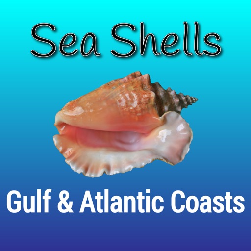 Gulf and Atlantic Sea Shells Icon