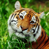 Asian Tiger Survival Simulator - EXTREMESOFT BILISIM REKLAMCILIK TICARET LIMITED SIRKETI