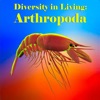Diversity in Living:Arthropoda