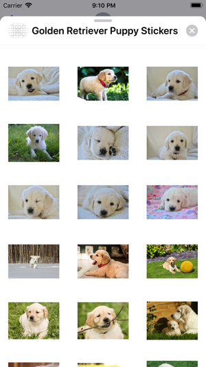 Golden Retriever Puppy Sticker(圖3)-速報App