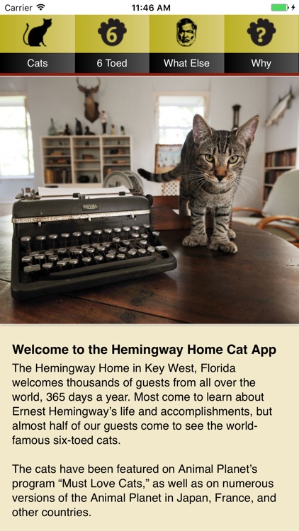 Hemingway Cats