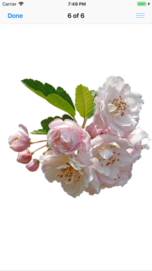 Apple Blossoms(圖7)-速報App