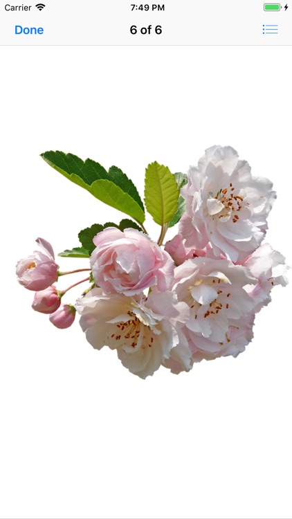 Apple Blossoms screenshot-6