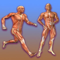 Learn Muscular System