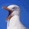 Be the naughtiest seagull on earth