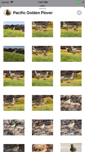 Pacific Golden Plover(圖3)-速報App