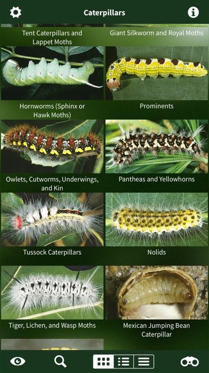 Caterpillar Id USA East Coast