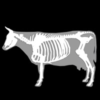 3D Bovine Anatomy pour PC