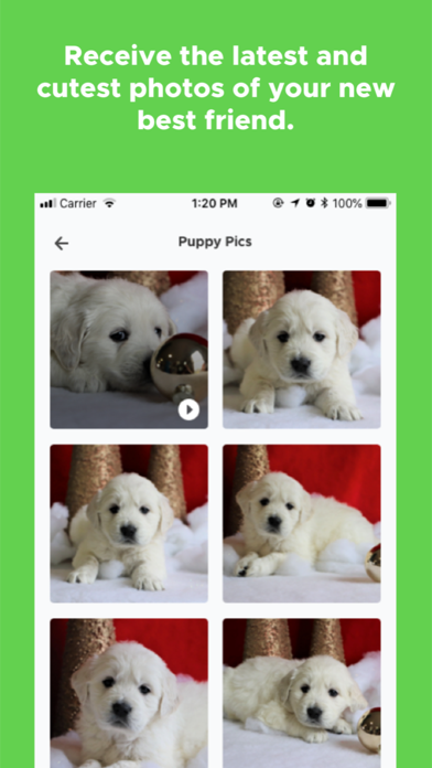PuppySpot screenshot 4