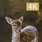 This app is designed for Hunting Camera 4K, you can control the hunting camera to snapshot a photo or record a video for the animal that work around the camera