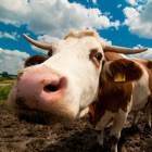 Top 38 Education Apps Like Farm Animal Sounds & Noises - Best Alternatives