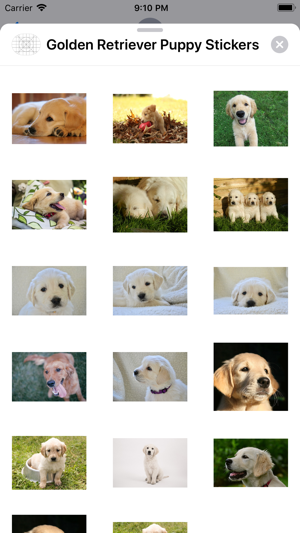 Golden Retriever Puppy Sticker(圖4)-速報App