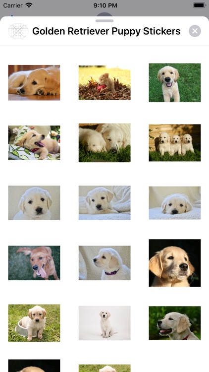 Golden Retriever Puppy Sticker screenshot-3