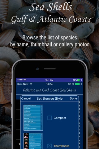 Gulf and Atlantic Sea Shells - náhled