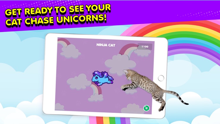 Ninja Cat: Game for Cats