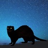 Ferret vision nocturne