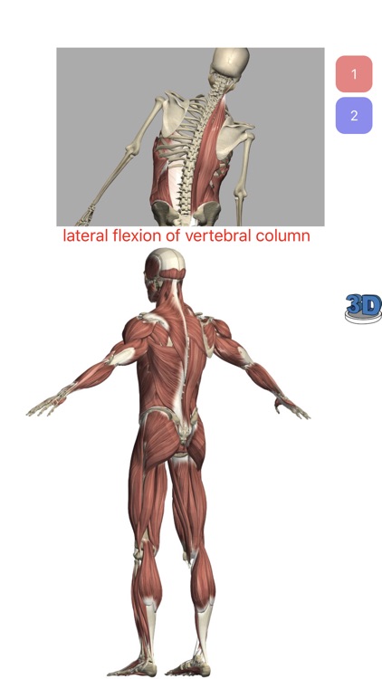 Visual Anatomy Lite screenshot-2