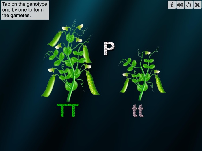 Monohybrid Cross