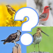 Bird Quiz - Name the Bird!