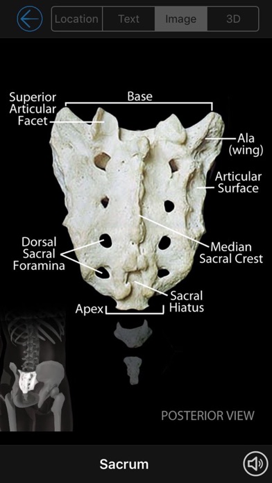 Skeletal Anatomy 3D screenshot1