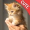 Icon Cute Cats Memory Match Game