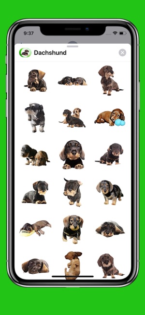 Dachshund Sticker Pack(圖1)-速報App