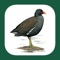 This app is an interactive companion to the book "The Handbook of Bird Identification for Europe and the Western Palearctic" – the comprehensive book for birdwatchers interested in the region