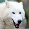 Arctic Wolf Survival Simulator - EXTREMESOFT BILISIM REKLAMCILIK TICARET LIMITED SIRKETI
