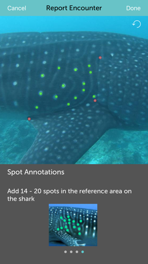 Whale Shark Network Maldives(圖4)-速報App