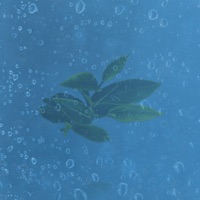 TeaBud pour PC