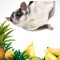 Just what every Sugar Glider Parent has been waiting for