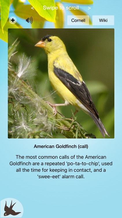 Chirp! Bird Songs & Calls USA
