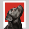 App Icon for Dogs in your photos App in Pakistan IOS App Store