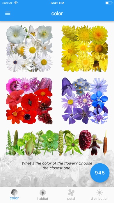 What's that flower? image #1