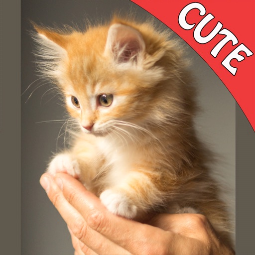 Cute Cats Memory Match Game iOS App