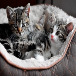 Cute Kitty Cat Wallpapers HD
