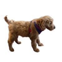 Pup Named Penny Lane pour PC