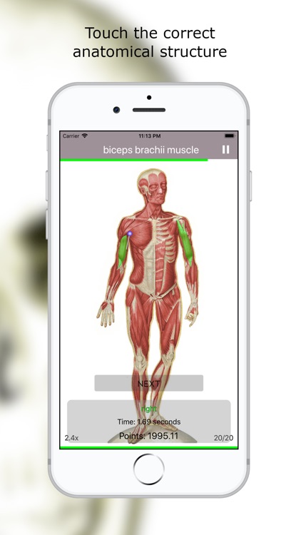 Anatomy Quiz Lite