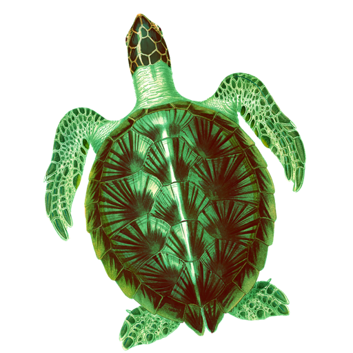 SeaTurtle - Coding for Kids