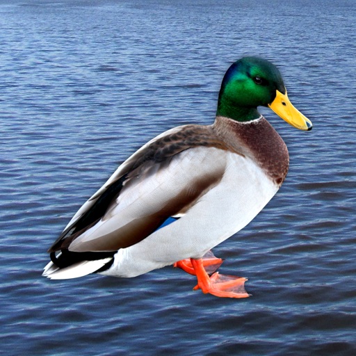 Quack - Duck Soundboard icon