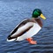 The best duck sounds, remastered for maximum quality and normalised volume