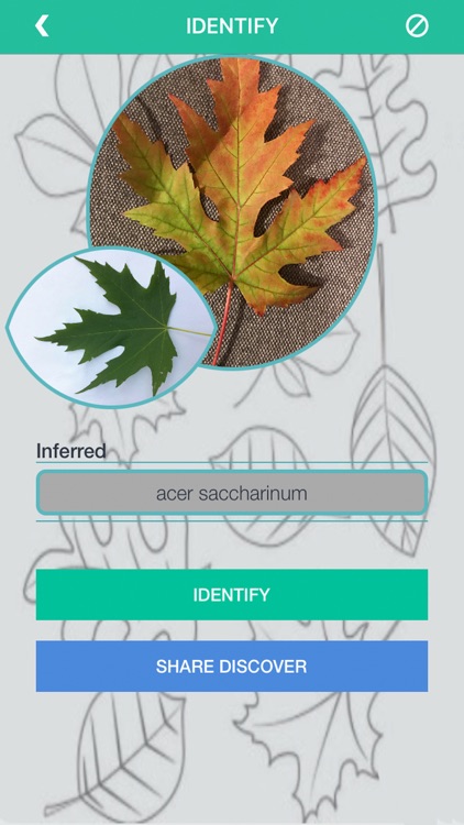 Tree Identification -TreeID AI screenshot-4
