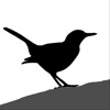 Icon Bird ID Master
