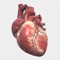The CardioShowroom (CSR) is a medically accurate, fully 3D animated, multilingual training and presentation tool