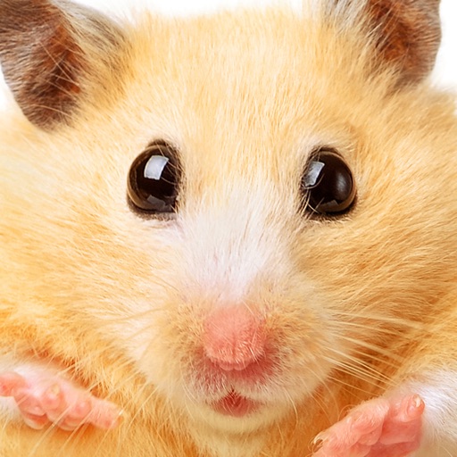 Hamster Jigsaw Puzzle Games Icon