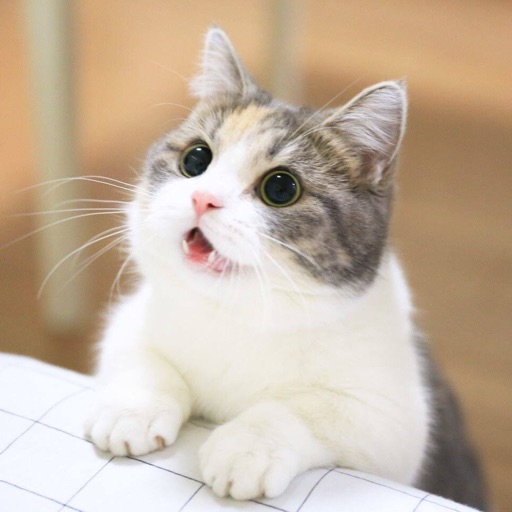 Cat Wallpapers Cute Icon