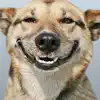 Funny Doge App Positive Reviews