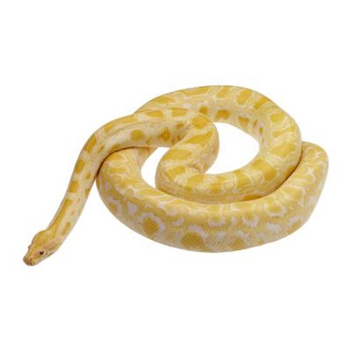 Snakes Stickers icon