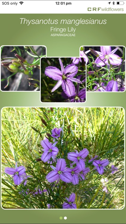 CRFwildflowers screenshot-4