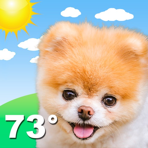 Boo Weather: Pomeranian Puppy